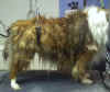 04-04-09-sheltie01a.jpg (134329 bytes)