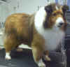 04-04-09-sheltie05a.jpg (105968 bytes)