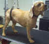 07-24-10chewy-after1_small.jpg (2101 bytes)