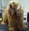 07-24-10chewy-before1_small.jpg (2311 bytes)