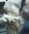 07-24-10chewy-during1_small.jpg (2233 bytes)