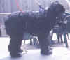 Cocker Before - Muzzled