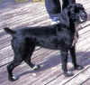 Cocker - After - Beanner