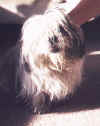 Very Matted Shih Tzu - Before