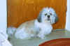 Shih Tzu - After