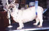 Shih Tzu - After