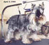 Miniature Schnauzer - Before