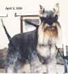 Miniature Schnauzer - After